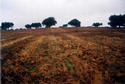 #4: And to crown the exhibition: closer view of trees, mud and manure in the North