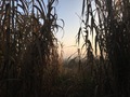 #3: View to the East (directly from the confluence point)