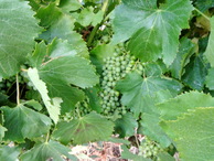 #7: Grape / Виноград