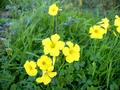#5: Yellow Flowers