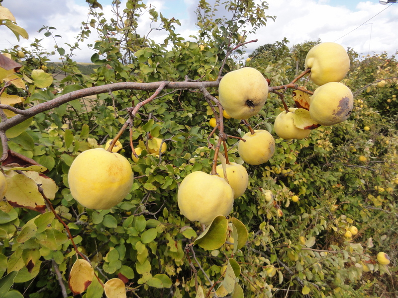 Aromatic Quinces in the field hedge