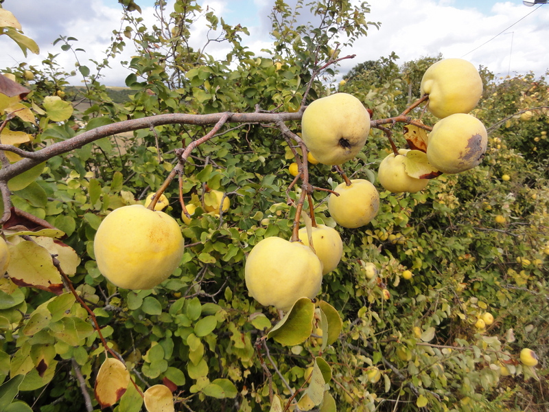Aromatic Quinces in the field hedge