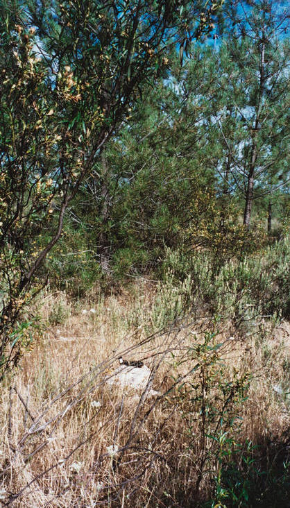 Facing  E – the "confluence rock" is on the lower part of the picture, with "my" GPS on it