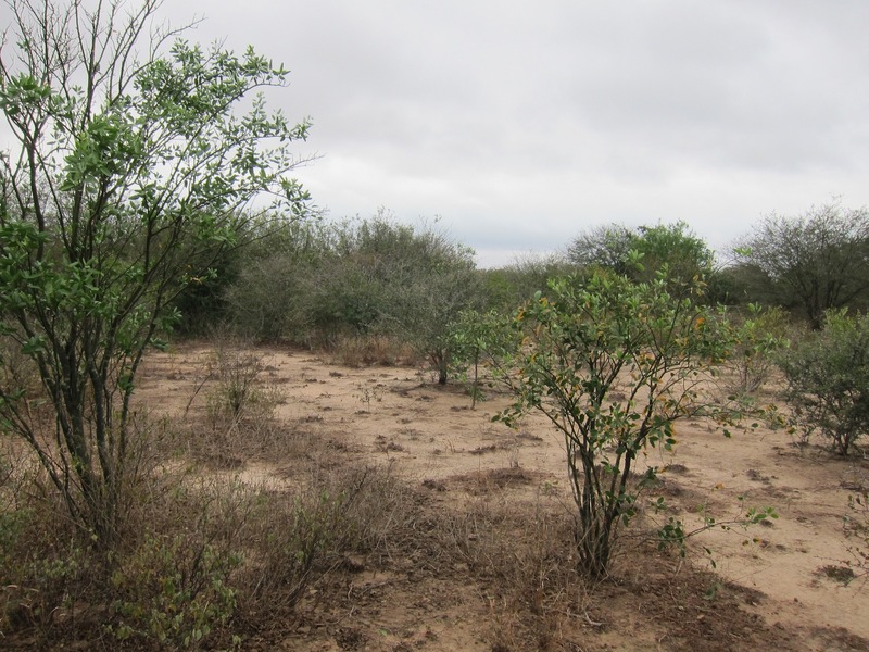 Typical scrubland 