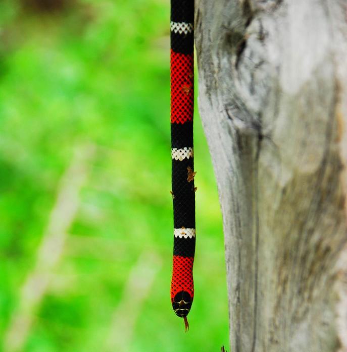Coral. Coral snake