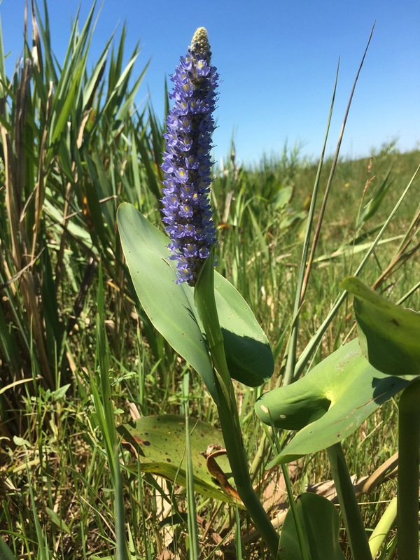 Flower at the Confluence