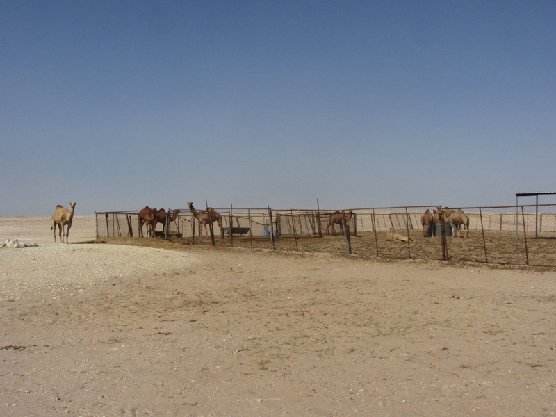 Camels along the way