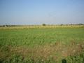 #3: East view - corn field.