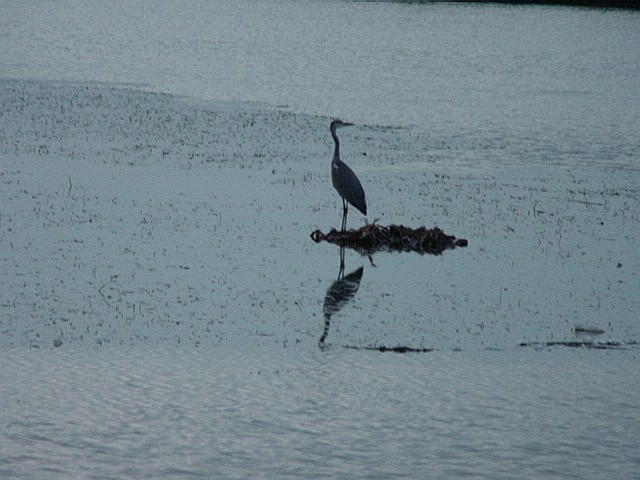 Bird on a lake/Barza