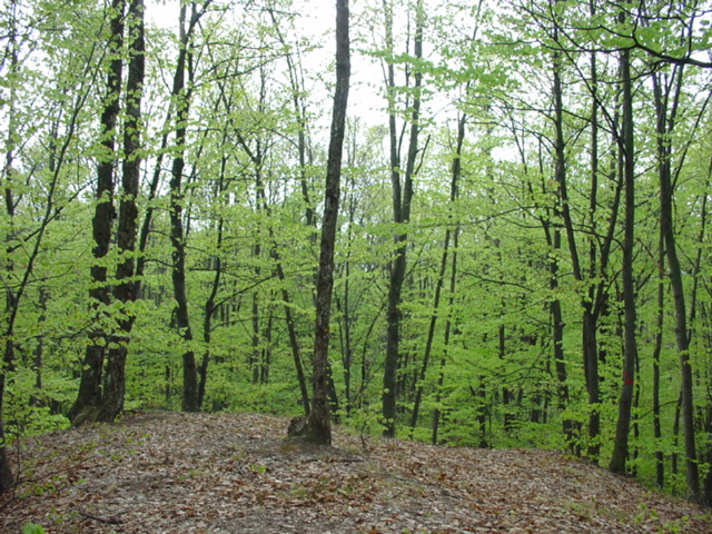 Looking southwards from the confluence/Spre sud