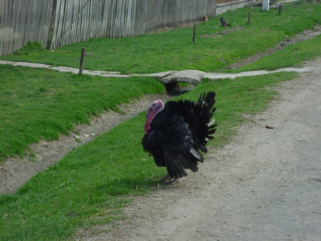 Turkey that lives next to a confluence and doesn't even know it!/Fauna locala