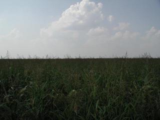 #1: Blöick nach Westen zum Punkt (150m) / View west to the confluence (150m)