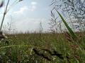 #6: Blick vom Punkt nach Wetsen / View from the confluence to west