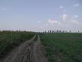 #7: Weg am Maisfeld / Track along the corn field