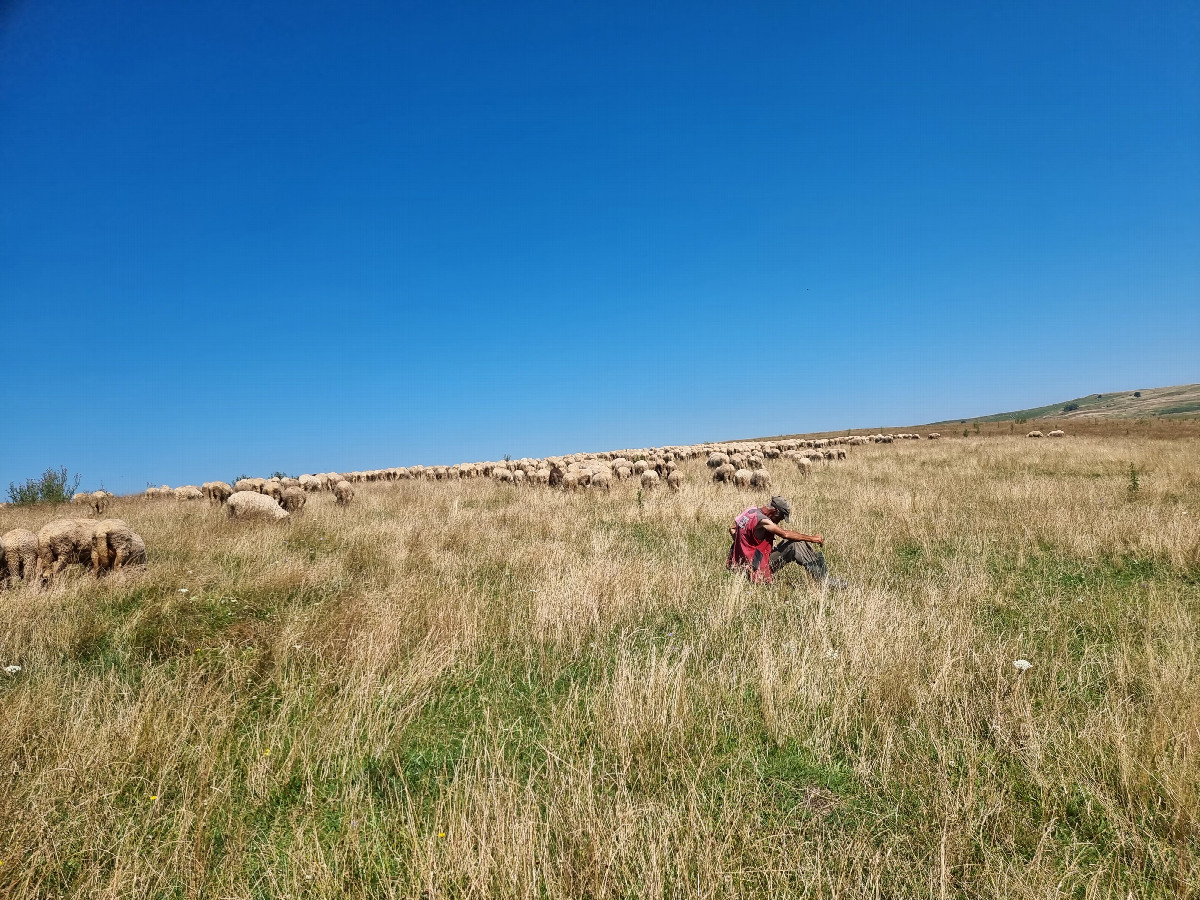 Sheep and shepherd