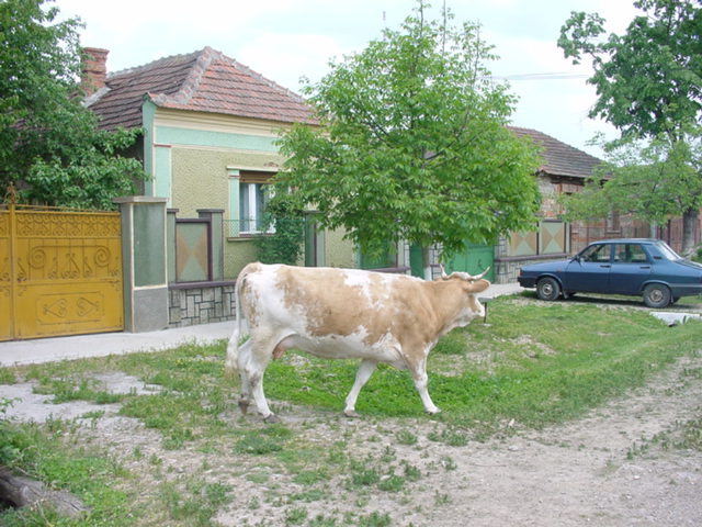 On the main street of Rontau/Pe ulita principala