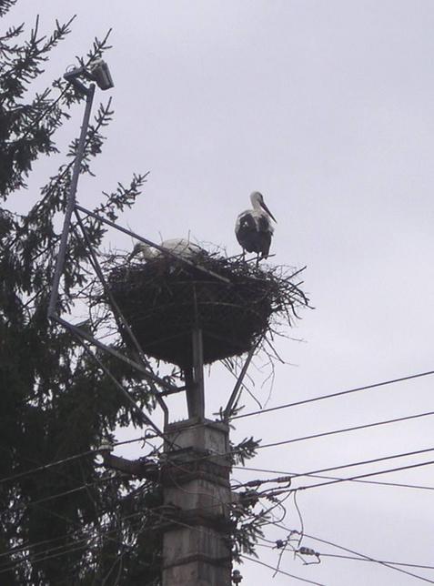 Storks keep an eye on local villages