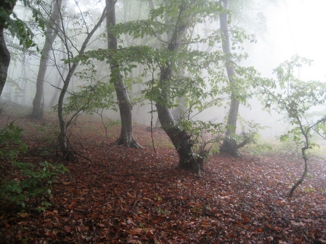 View to the point. Forest on hill slide.