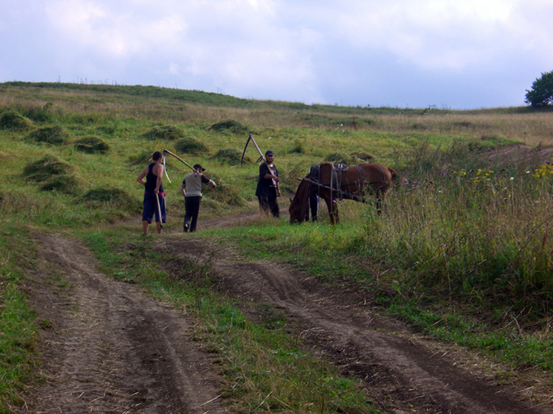 Cutting hay with scythes