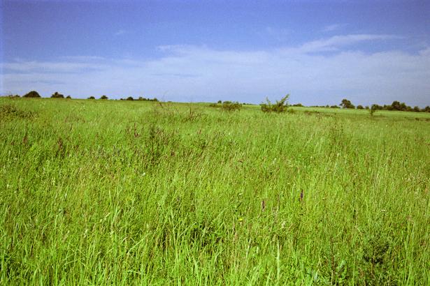 Вид на запад / View West from the confluence point