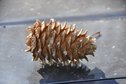 #6: Cedar cone / Шишка