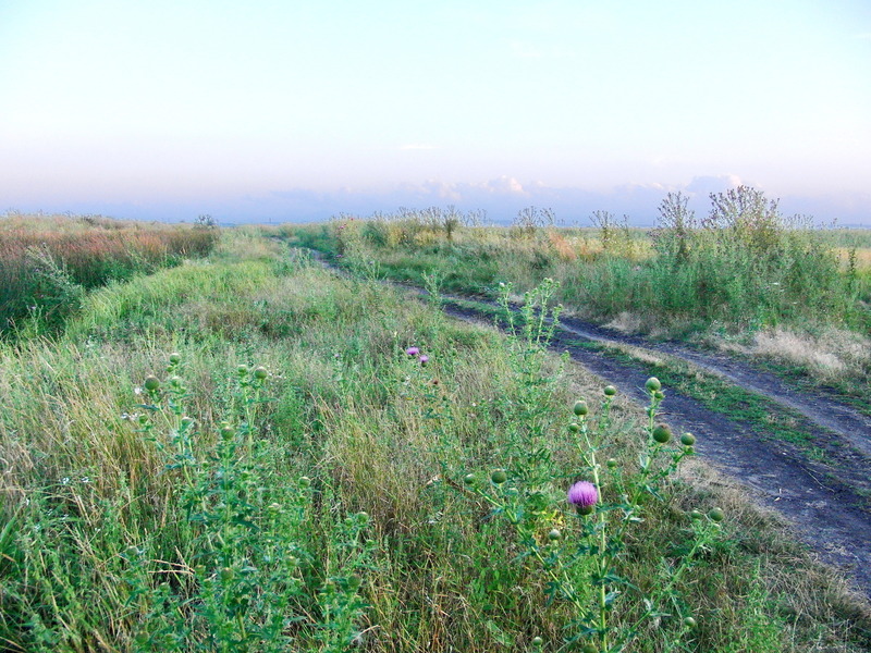 Fields in the South