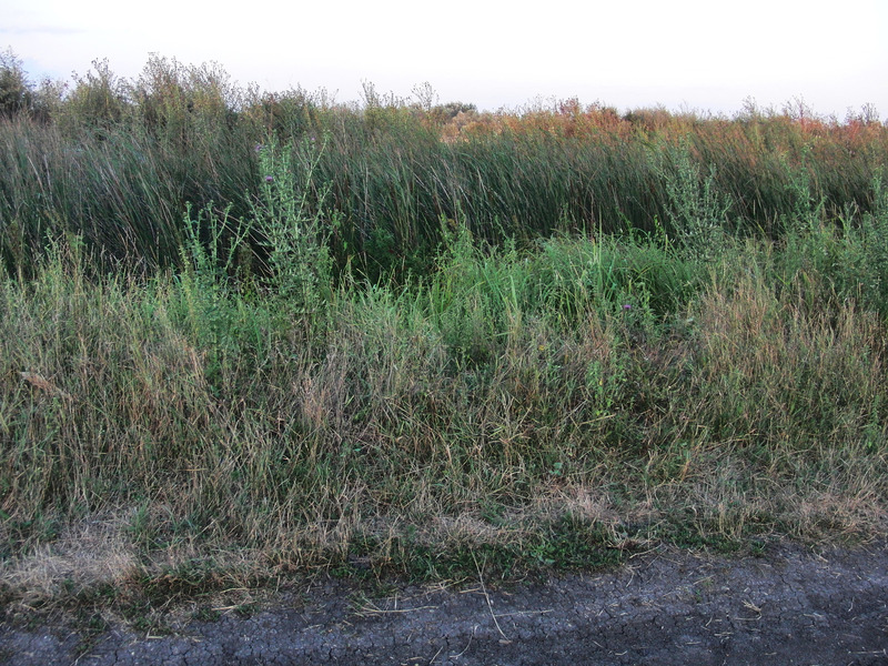 Confluence between dirt road and water channel