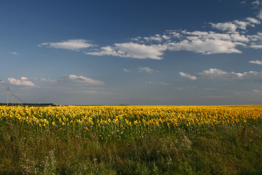 Sunflowers