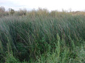 #2: Overgrown water channel in the East