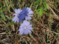 #8: Cornflowers