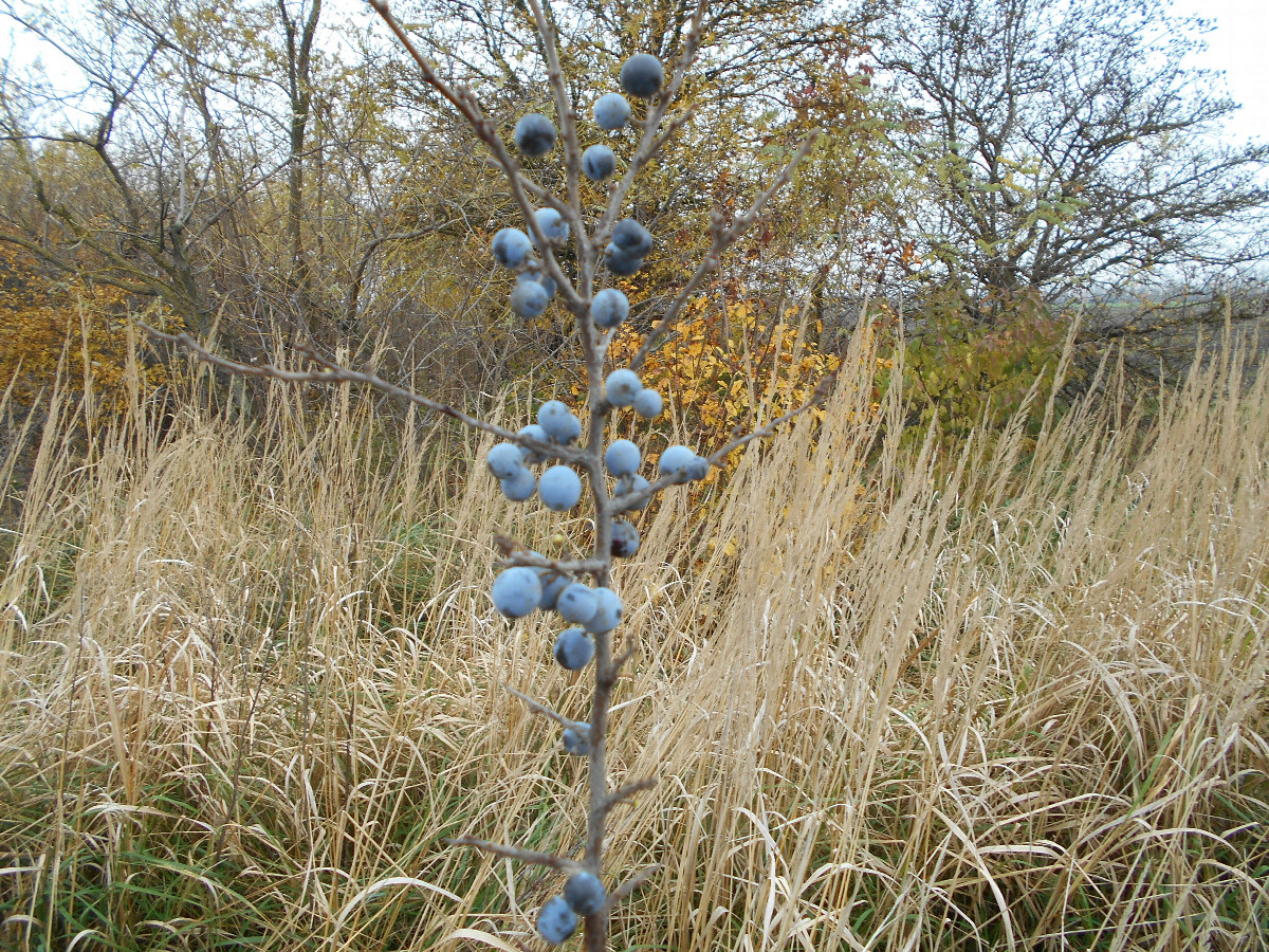 ягода синяя - blue berries