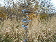 #8: ягода синяя - blue berries