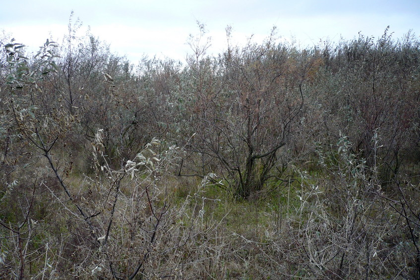 Вид на юг/View of the south