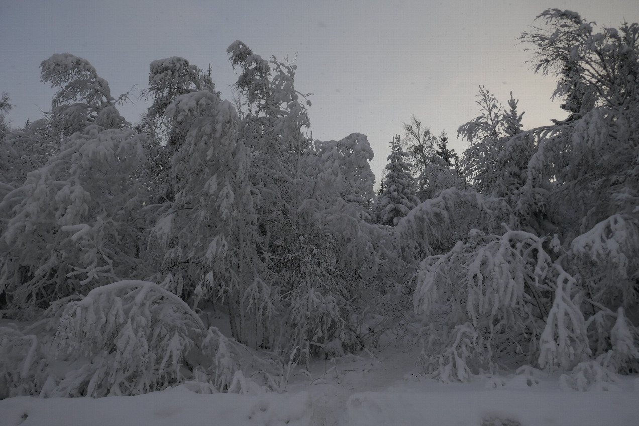 Украшение ледяного дождя / Ice rain decoration