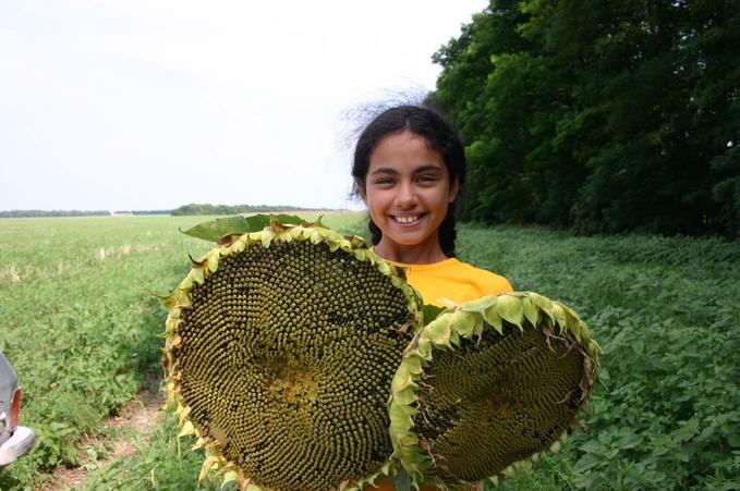 Ох, уж эти подсолнухи! -- Oh, these sunflowers!