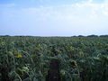 #3: South view