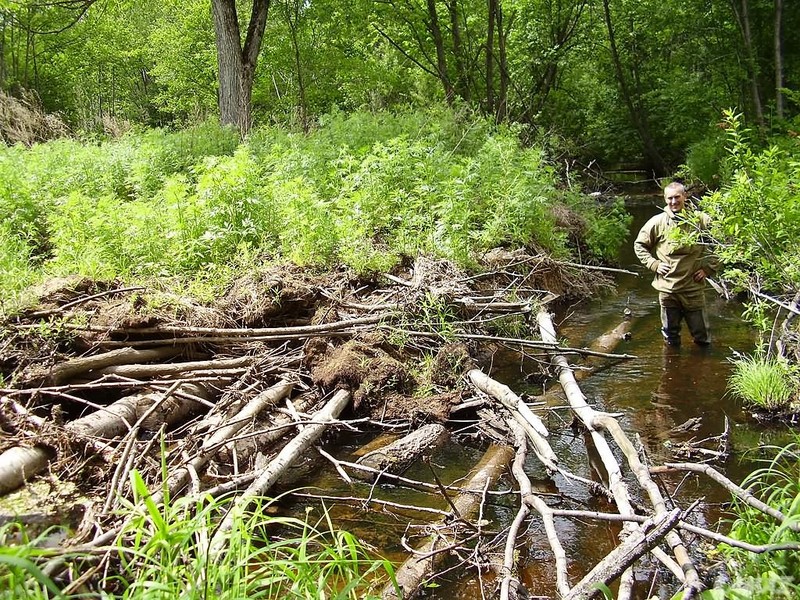 Visitor in the river/В реке