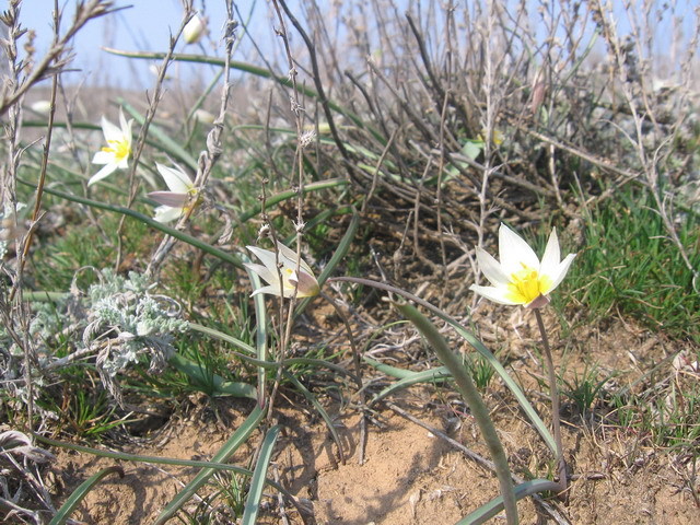 Spring flower