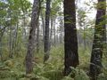 #5: На юг / Facing south