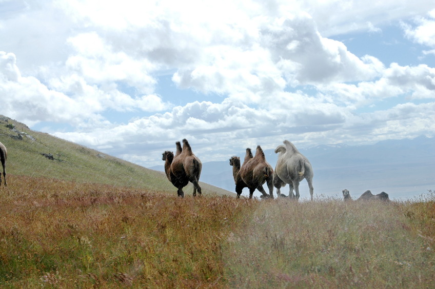 Camels running under the rain / Верблюды бегут под дождём