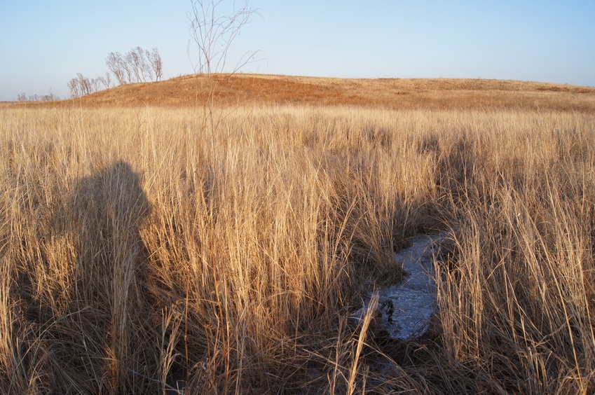 Замерзшее болотце/Little frozen bog