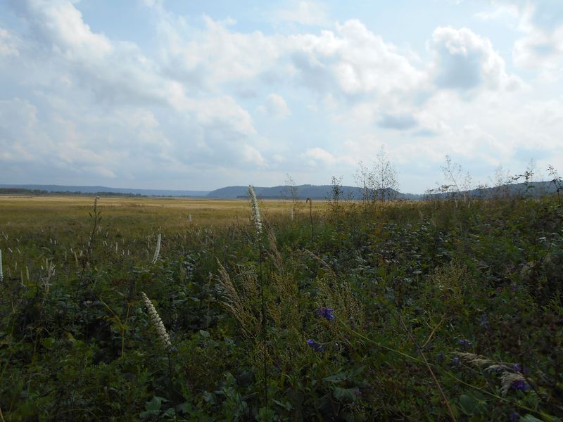 Только вперёд через труднопроходимую траву / Only forward through the rugged grass