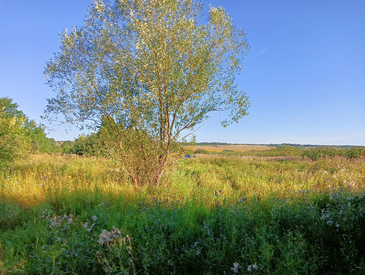 Local landscape