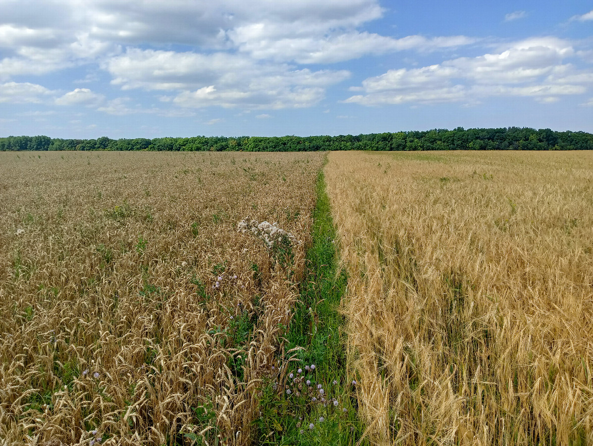 Path between fields
