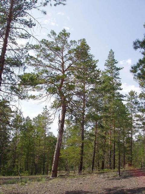 View from CP to the North.