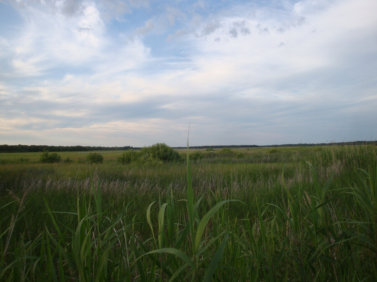 заболоченное место - wetland