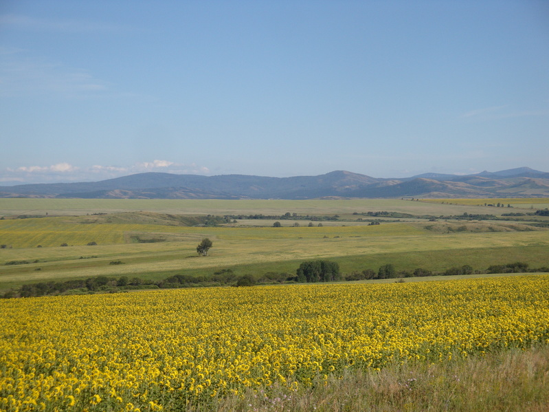 Предгорье Алтайских гор/Foothills of Altai mountains