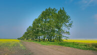 #7: rapeseed with rows of birch trees to fight erosion of soil