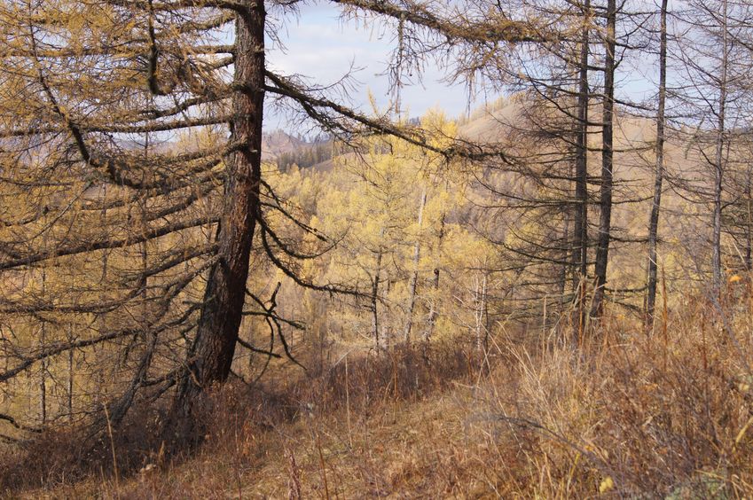 На север / Facing North