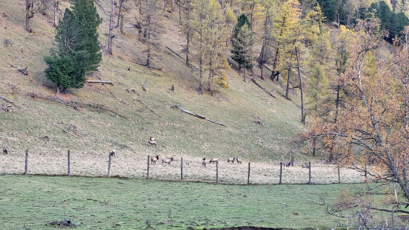 Altai deer / маралы